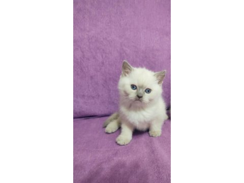 Scottish fold ve british yavruları
