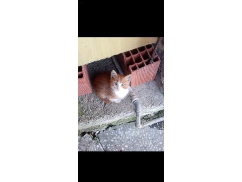 3 sarman yavru kediye acil yuva
