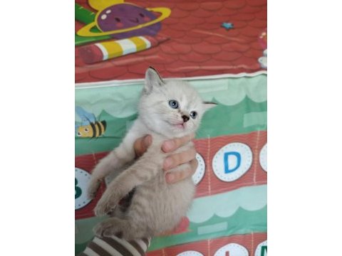 British blue point kızımın yavrularıdır