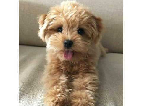 Irk ve sağlık garantili kıvırcık maltipoo bebekler
