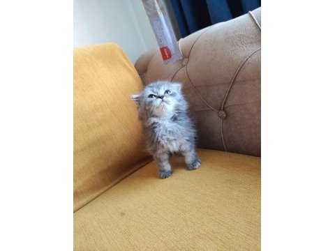 British longhair bebişler
