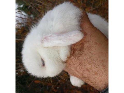 Mini lop tavşan yavruları