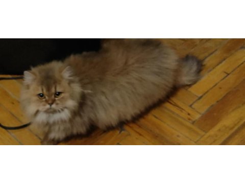 British longhair kedisi
