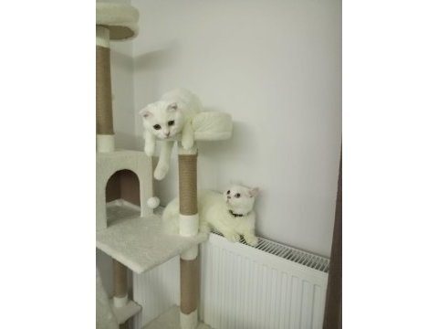 British longhair 45 günlük kedimiz