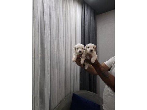 Oyuncu maltipoo minikler
