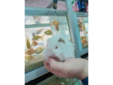 Guinea pig ler