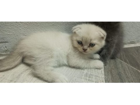 Yavru yeni mama yemeye başladı kedilerim