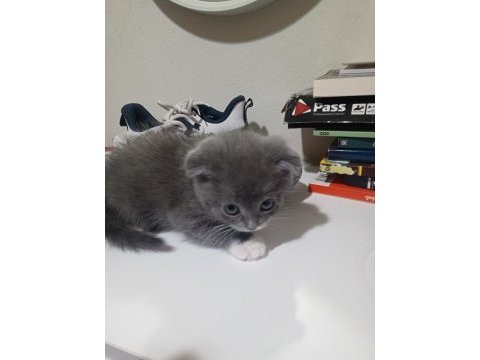 Kırık kulak gri beyaz cins kedimiz