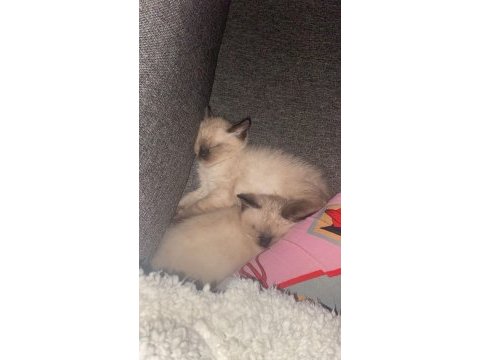 İkiz kedi dişi ve erkek