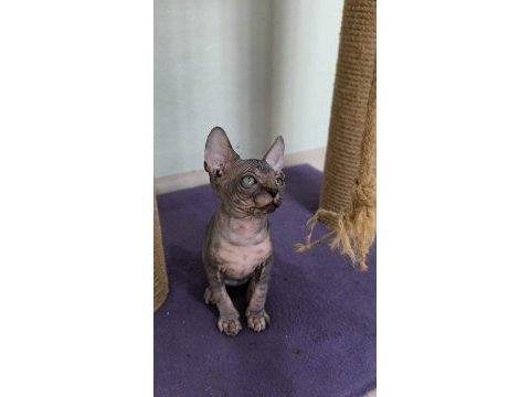 Sphynx home nirvana