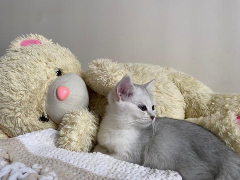 British shorthair