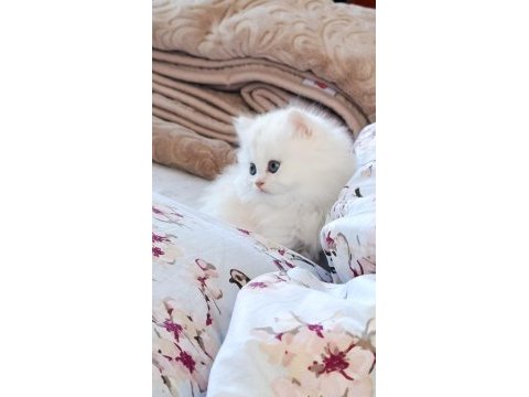 British longhair kedisi