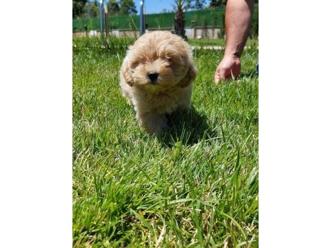 Maltipoo yavruları sizleri bekliyor