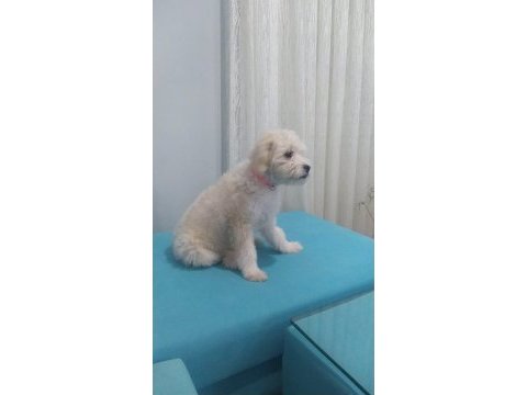 Maltese terrier 6 aylık