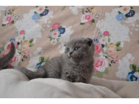 Scottish fold yavrular