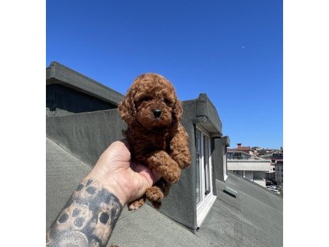 Red brown toy poodle yavrular