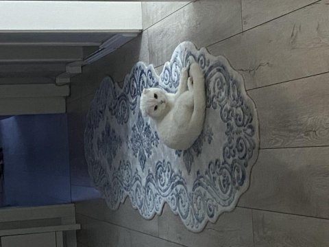 Scottish fold kızımızı sahiplendirmek zorundayız