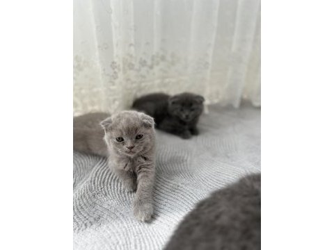 2 aylık yavru scottish fold kedim