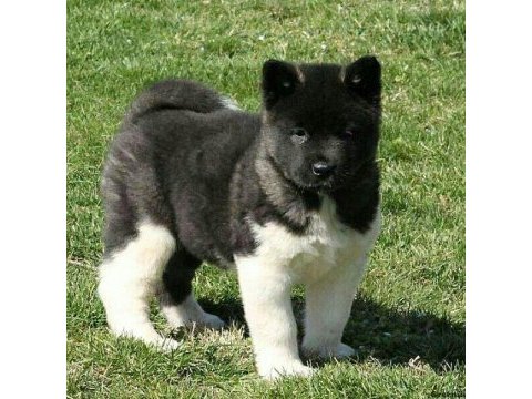 Akita inu yavrular evinizin neşesi olacaktır