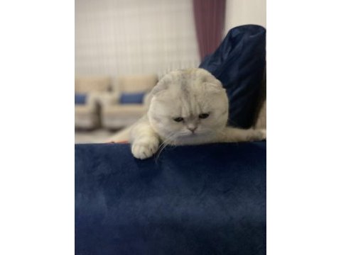 Scottish fold kedimiz acil yuvasını arıyor