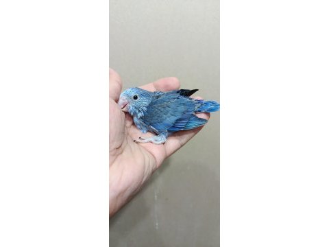 Mavi boncuk erkek cep papağanı
