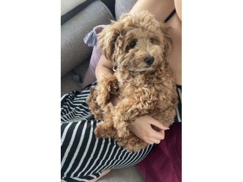 8 aylık oğlumuz coco için ev arıyoruz