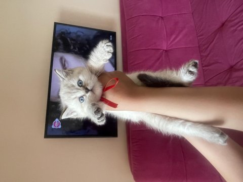 Orjinal british shorthair yavru