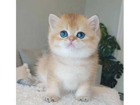 Teslime hazır golden british shorthair