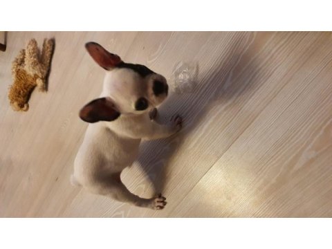 40 günlük french bulldog dişi