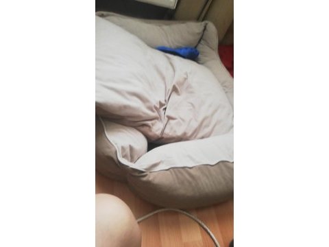 Küçük terrier oğlumuza yuva arıyoruz