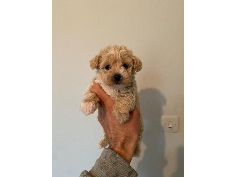 Orjinal ırk garantili maltipoo yavrular