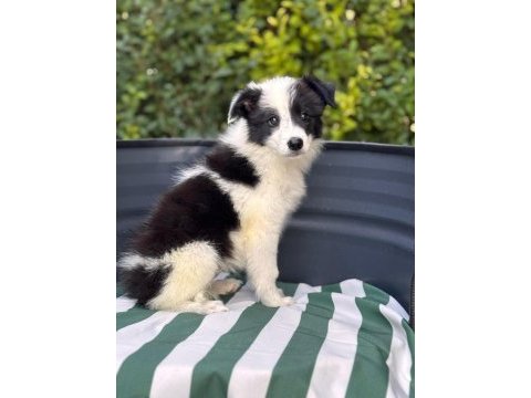 Petmode köpek çiftliğinden border coli yavrularımız