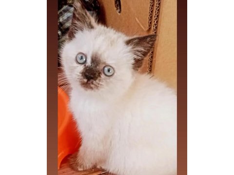 Dişi ve erkek bebeklerim british shorthair