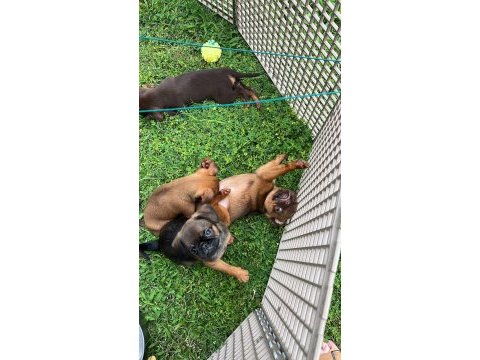 Küçük ( petit ) brabançon elit yavru köpekler