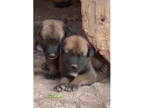 Safkan belçika kurt yavruları fiyat uygundur