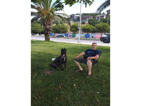 Erkek cane corso arıyorum çiftleştirmek için