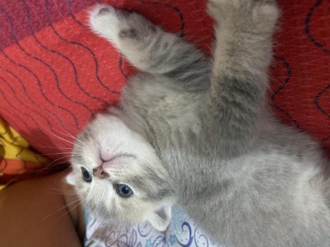 Safkan scottish fold