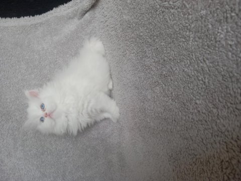 Teslime hazır dişi chinchilla bebekler