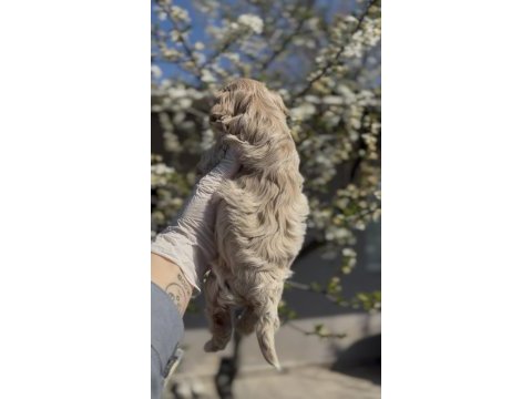 Original maltipoo yavruları