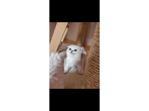 Muhteşem scottish fold yavrular