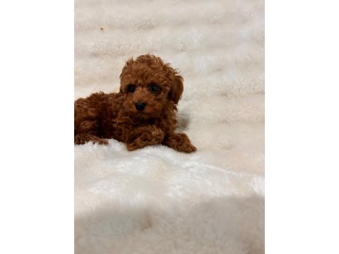Sevimli toy poodle yavruları yeni yuvalarını bekliyor