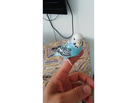 Çift yavru muhabbet kuşu