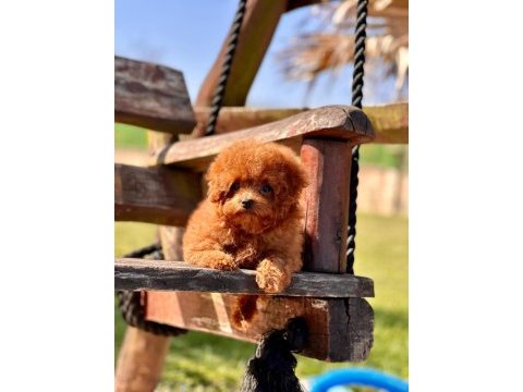 Oyuncak ayıcık görünümlü red poodle yavrularımız 