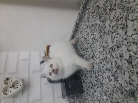 3 british shorthair yavrumuz yeni yuvasına gitmeye hazır