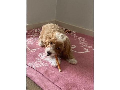 100 günlük maltipoo bebeğim sahiplendiriyorum