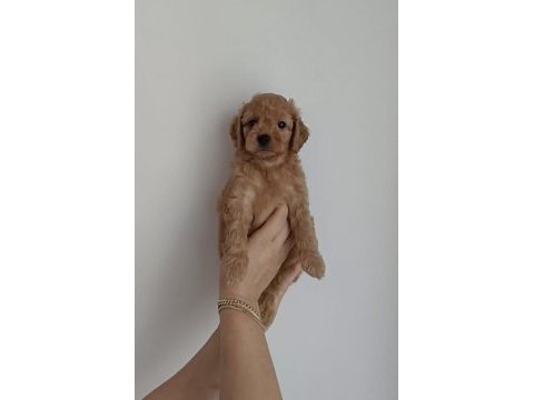 Orjinal kendi köpeğimin yavruları
