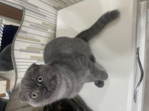 Güzel scottish fold yavrularımız