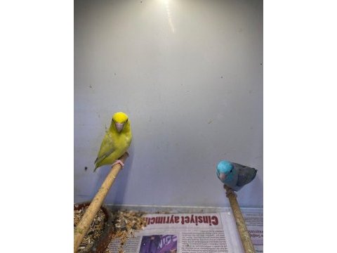 Takım forpus papağanı süper bebekler