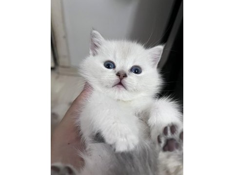 British shorthair erkek (açıklamayı okuyunuz)