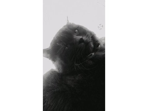 İhtiyaçtan veriyorum british longhair